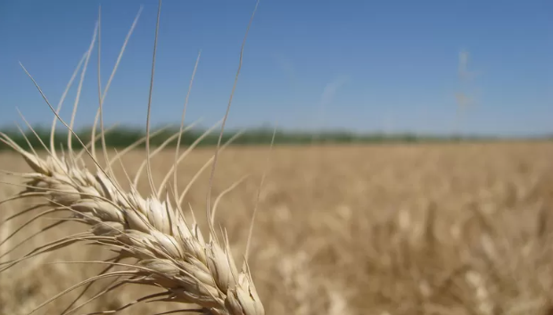 Paraná eleva projeção para safra de trigo e reduz a de milho